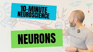 10-Minute Neuroscience: Neurons