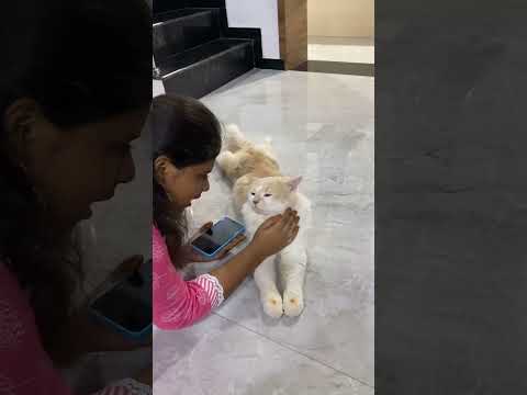 ShaSha🐈kku anna birthday treat tharalanu kovam #cat #shorts