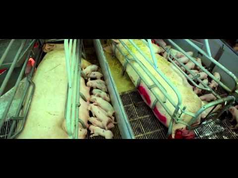 download lagu mp3 mp4 Where Does My Meat Come From, download lagu Where Does My Meat Come From gratis, unduh video klip Where Does My Meat Come From