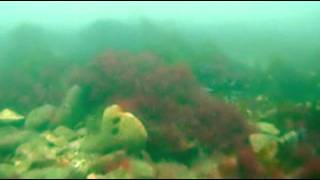 Flamborough Head - drifting on the ebb tide