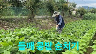 서리태 순치기(with들깨 백태)