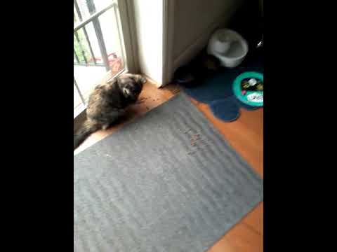 Why cats and kittens hide their food under mats and drive you wild!