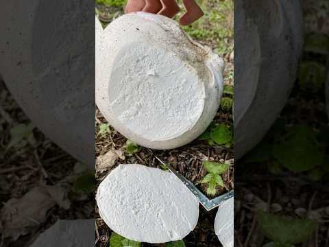 5 TRILLION SPORES? The Incredible Secrets of the Giant Puffball Mushroom