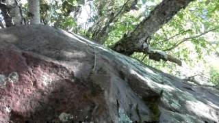 Walking Stick (Stick Insect) (Phasmatodea) - Devils Lake State Park (9/28/2013)