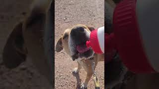 Video preview image #1 Great Dane-Unknown Mix Puppy For Sale in phoenix, AZ, USA