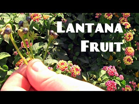 Lantana-Frucht-Rezension - Weird Fruit Explorer Ep. 240