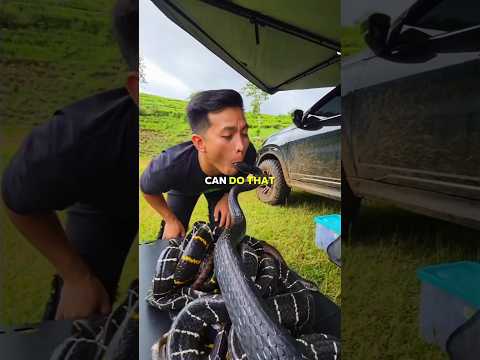 When a King Cobra Shows Respect to a Human 😮🐍