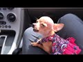 Beanie The Singing Chihuahua