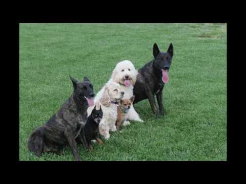 download lagu mp3 mp4 Dog Boot Camp Los Angeles, download lagu Dog Boot Camp Los Angeles gratis, unduh video klip Dog Boot Camp Los Angeles