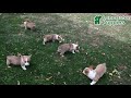 Welsh Corgi Pembroke dogs for sale: Nugget - Video 1