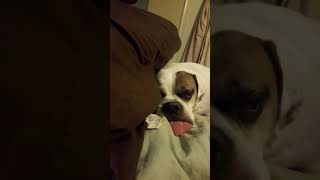 Funny Dog Zigmund Douglas Gets Lullaby
