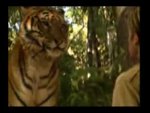 I am - Tiger tribute