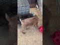 Toy Poodle dogs for sale: Sophia - Video 1