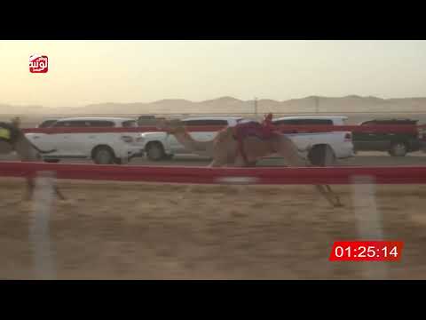  ش 8 (شاهين) لـ عبدالله بن سالم الشامسي 2:05 , شارة الصندوق 2026/04/25 فطامين الروضة