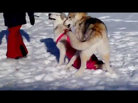 Snowsuit for Mesha, the double rear leg amputee dog