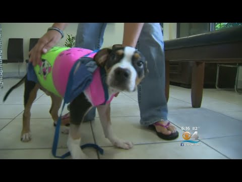 ‘I Couldn’t Watch Him Die’: Abandoned Puppy Rushed To Vet For Surgery After Dog Attack