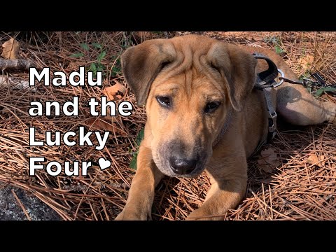 Madu and the Lucky Four