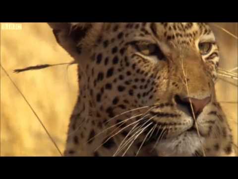 Funny Animals From David Attenborough's Africa