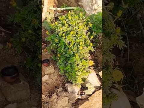 Marigold Flowers 🍃#nature #farming #vastutips#vastu#shortsfeed#shorts #viralshort #garden#gardening