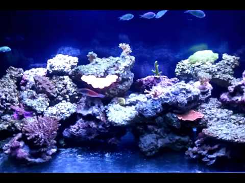 How to Lower Nitrates in a Reef Tank
