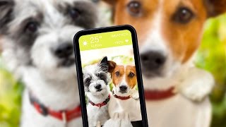 3 Easy Tips to Get Professional Looking Pet Pictures