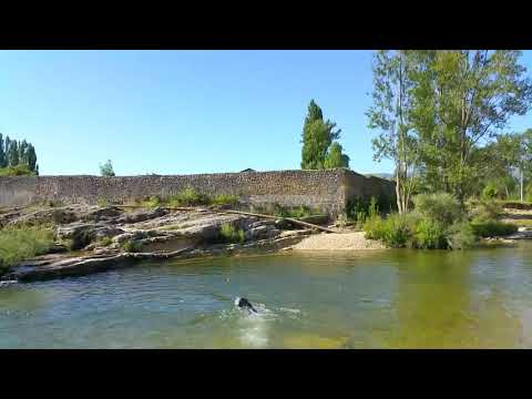 Un saludo cordial. 🐶