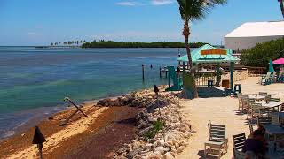 🔴 LIVE Lazy Days Islamorada Florida