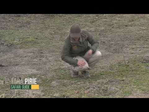 Aug 07, 2017-  Sunrise -   Gowrie Dam where the fate of the Lapwing nest is confirmed with Tara