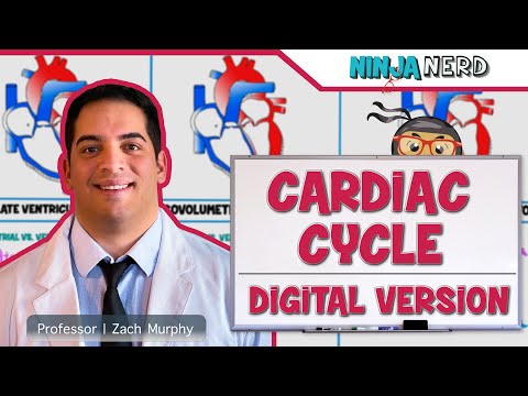 Cardiovascular Anatomy of the Heart Heart Model