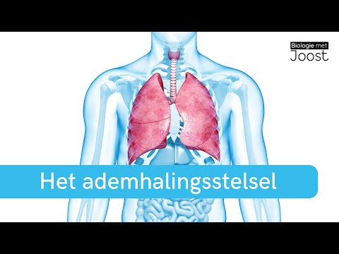 The Respiratory System | Gas Exchange, Lungs & Common Diseases | Summary