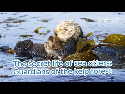 The secret life of sea otters: Guardians of the kelp forest