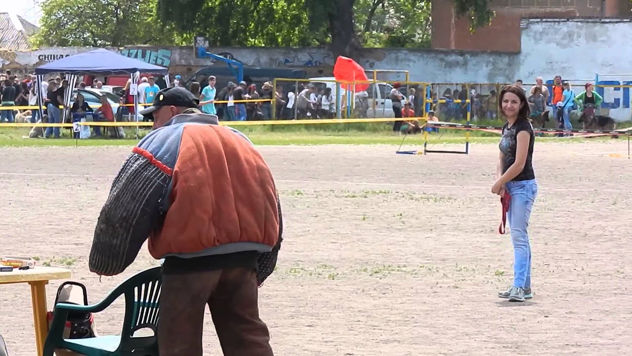 Working Dogue de Bordeaux/ Бордоский дог работа по защите