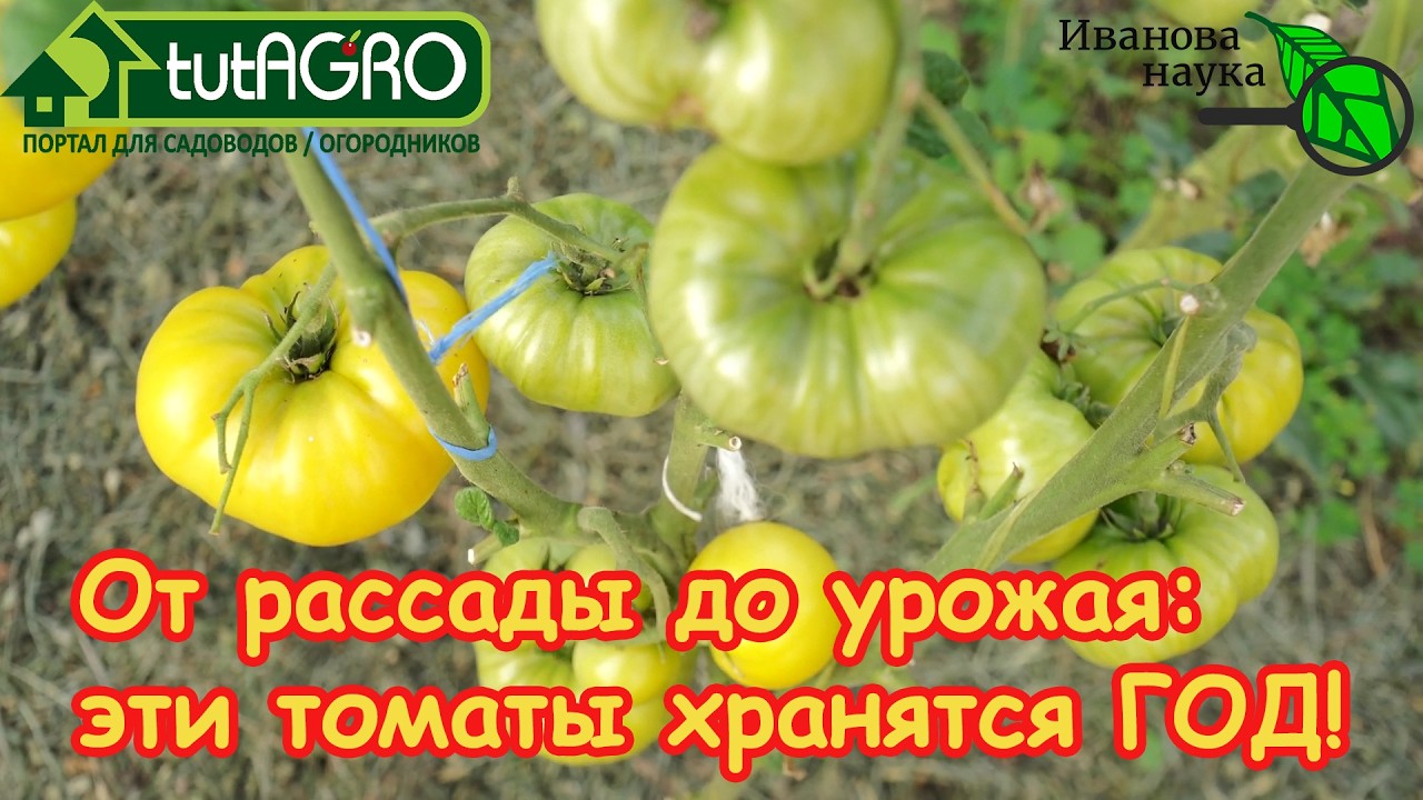 Любые томаты хранятся ГОД! Больше НЕ ПОКУПАЮ помидоры зимой! Секретное средс