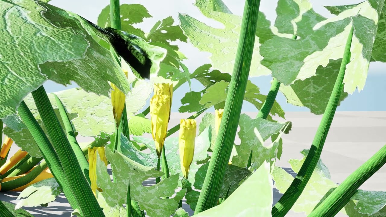 Piante vegetali di zucchine marocchine Modello 3D