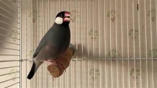 Download lagu Burung pipit Jawa muda 2019 - Bernyanyi. Anak, ayah, atau kakek? mp3