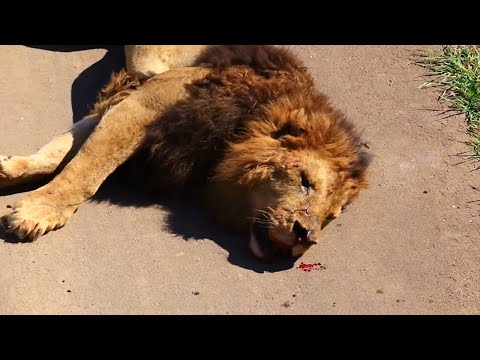 Top 10 Moments Lions are Killed by Their Prey
