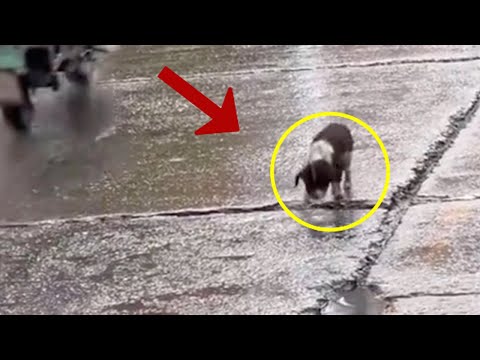 Under the heavy rain, the puppy dragged his wounded body to the trash can in search of food