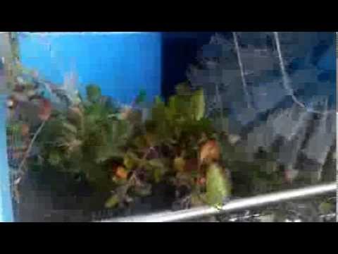 Zbiór aronii - Kombajn "Oliwia" / Collection of chokeberry - The Olivia harvester