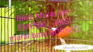 Download lagu Bikin Murai lain EMOSI!! _ AKSI murai batu BORNEO ori Hutan KALIMANTAN mp3