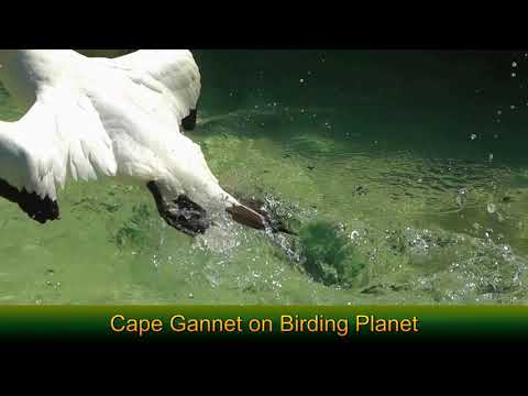 Cape Gannet on Birding Planet   Rory Wilson