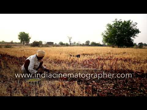 Local villager gathering MAHUA flowers in the morning in an open  field