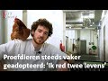 Wie heeft er plek voor een plofkip of twee? 'Ze zijn in de bloei van hun leven'