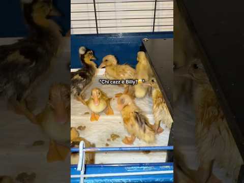 Ho messo la Piscina💦 alle paperelle🫠 *pessima idea*