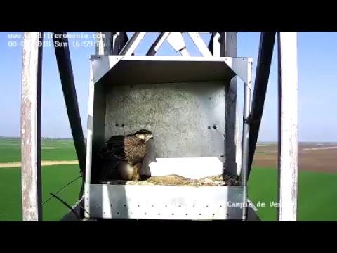 Barza albă. Cărpiniș, județul Timiș