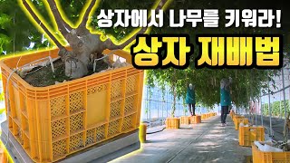 과일나무를 상자에서 키운다?  / YTN 사이언스