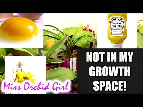Things I never use with Orchids - Why you'll never see me use these products!