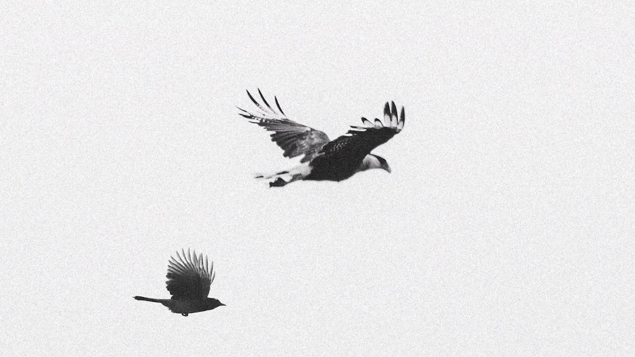 Billie Eilish - Birds Of A Feather -  Best Part Extended