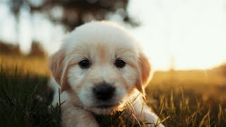 I Surprised my Family with a PUPPY!!
