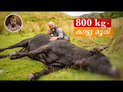 800 KG WILD BULL HUNTING/BLACK BULL/WILD LIFE/LIFE IN NEW ZEALAND