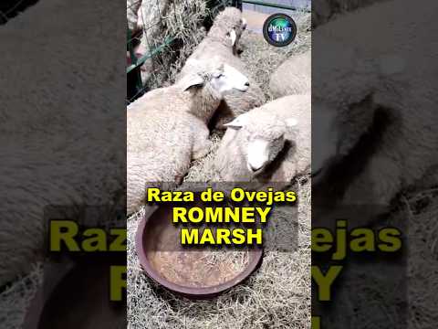 Las Ovejas - Raza 𝗥𝗢𝗠𝗡𝗘𝗬 𝗠𝗔𝗥𝗦𝗛  - Concepción, Santander, "Capital Lanar de Colombia" #shorts